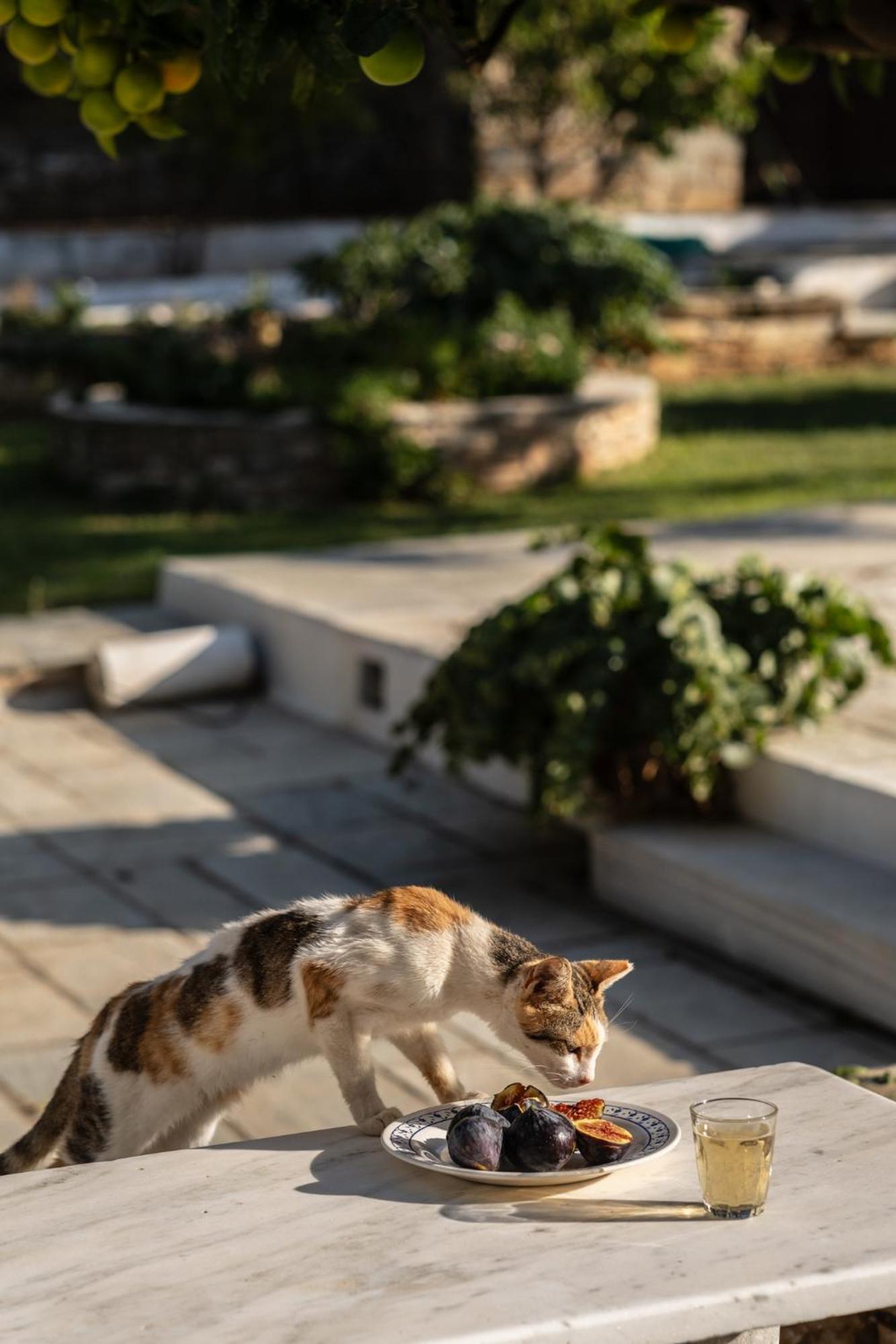 Romano Garden House - Land Tales Άγιος Ρομανός Εξωτερικό φωτογραφία